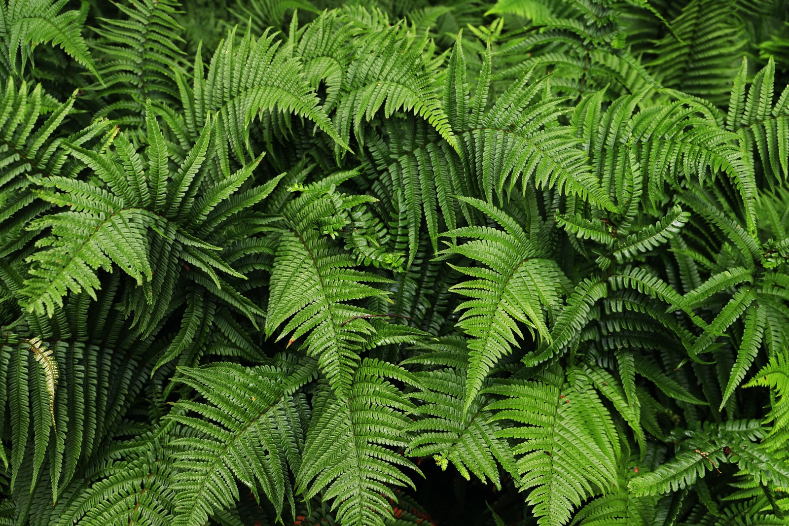 plantes dépolluantes : fougère