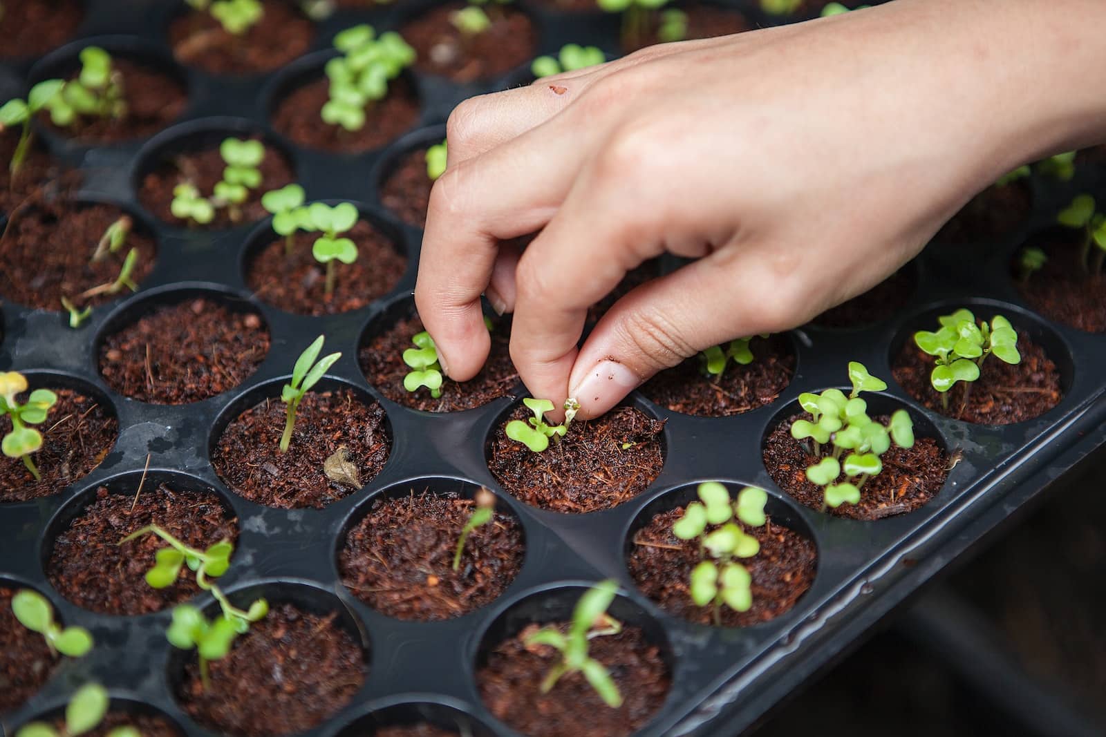 Un potager à la maison - Un cadeau original - Graines Biologiques