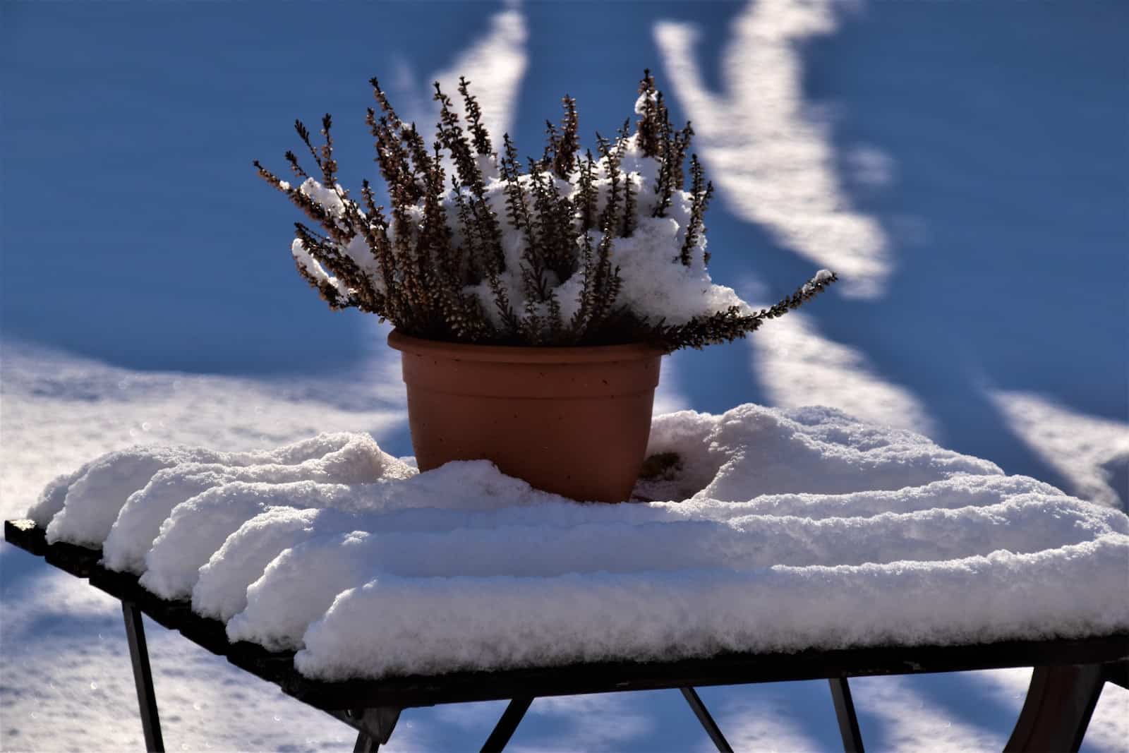 Jardin en hiver