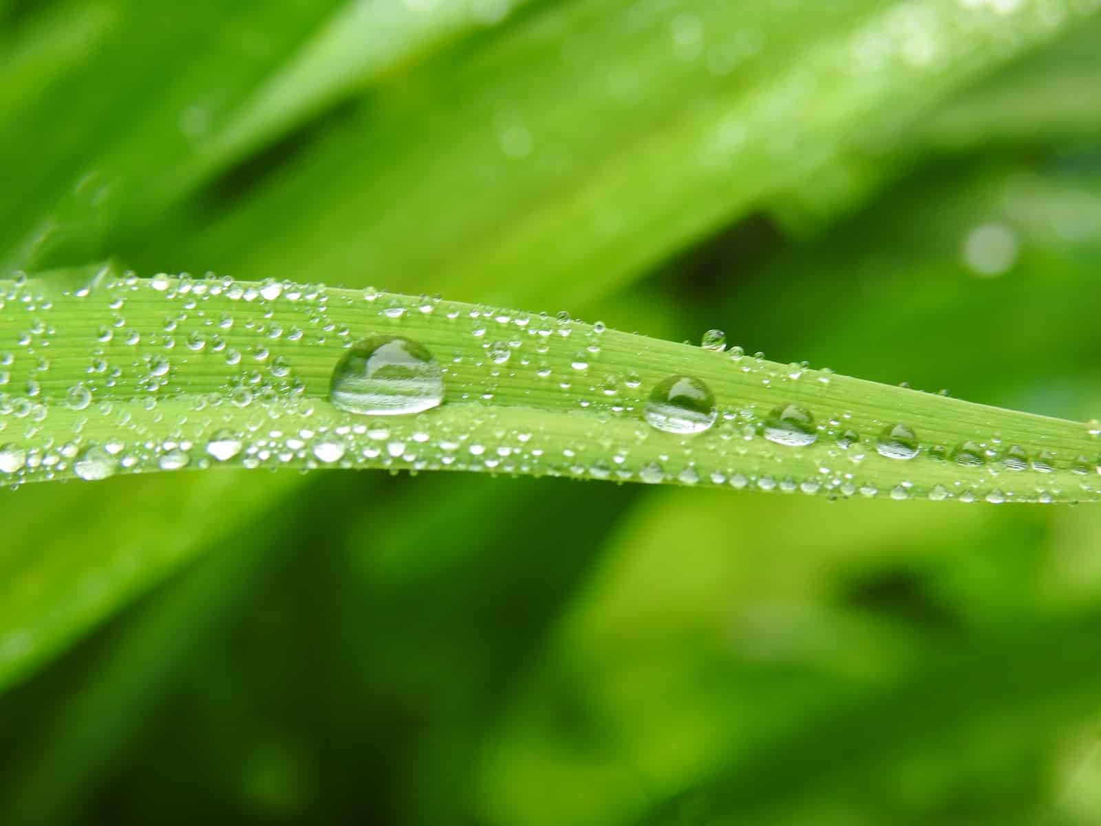 jardin de pluie