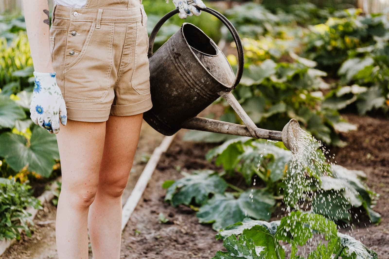 Vos déchets de table dans un bac à compost pour enrichir vos plantes -  Enerzine