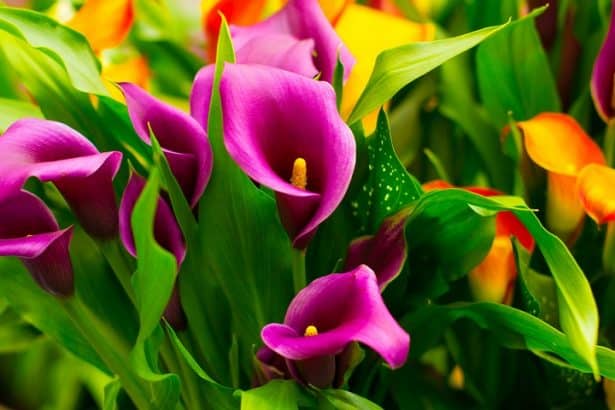 Arums