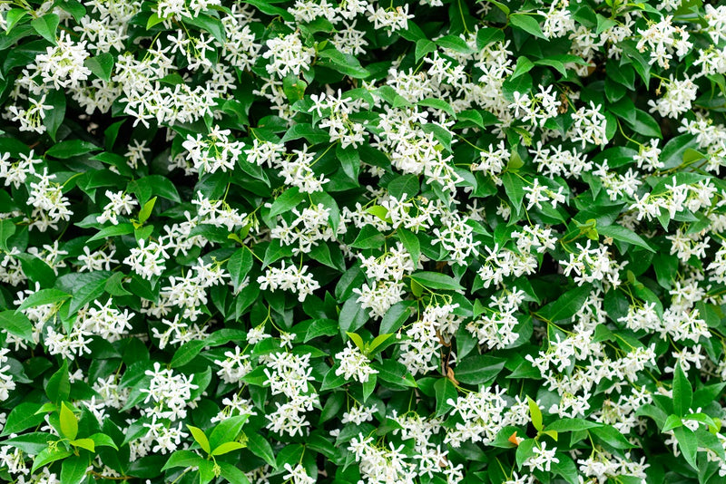 Mur vegetal jasmin étoilé
