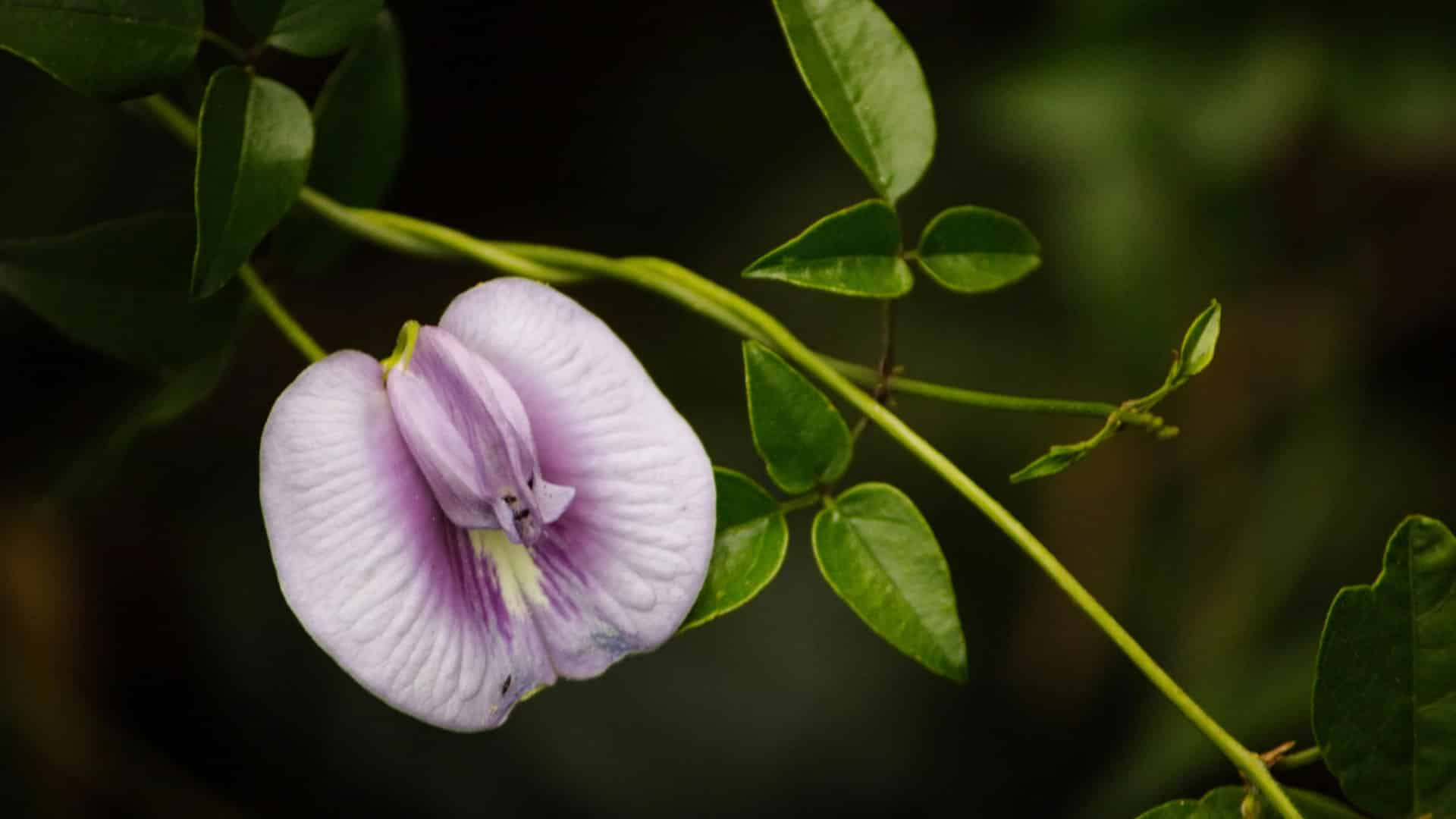Comment arroser une plantes grimpantes sur clôture ?