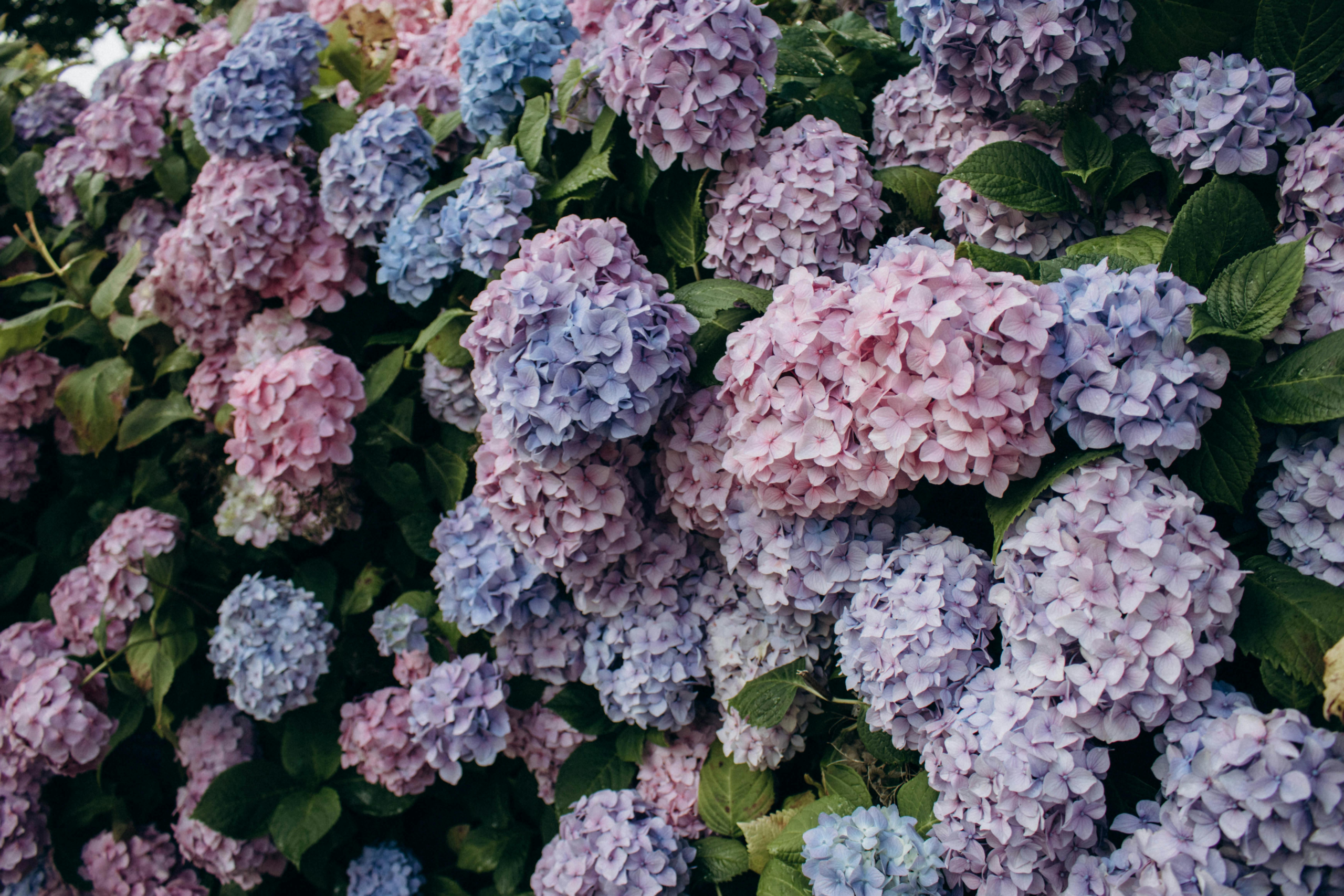 Hortensia