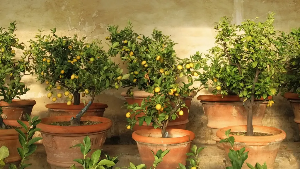 fruitier nain en pot