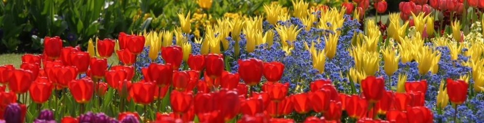 Parterre de fleurs coloré