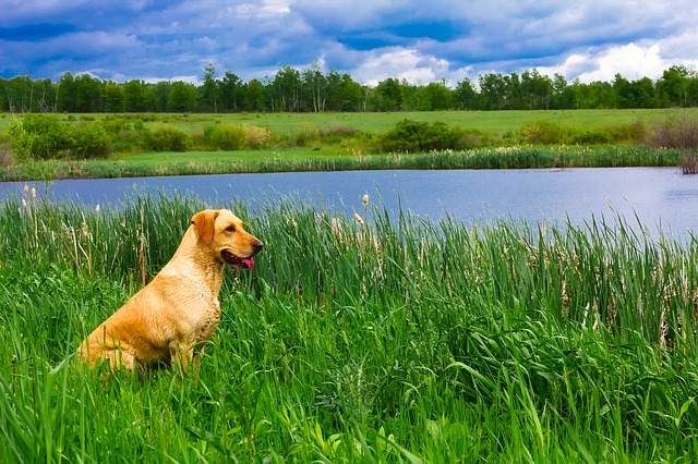 chiens paterre fleurs