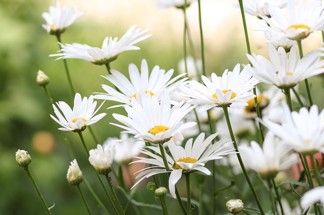 fleurs sous le soleil