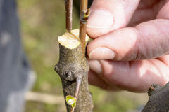 greffe des arbres fruitiers