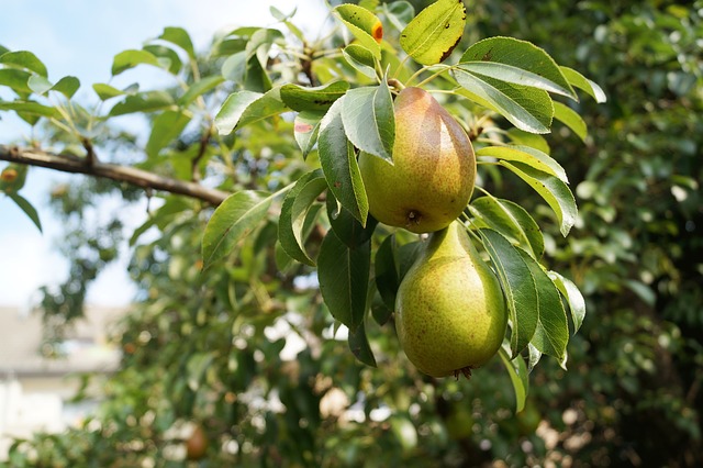 Arbres fruitiers : comment s'assurer une belle récolte ? - Côté Maison