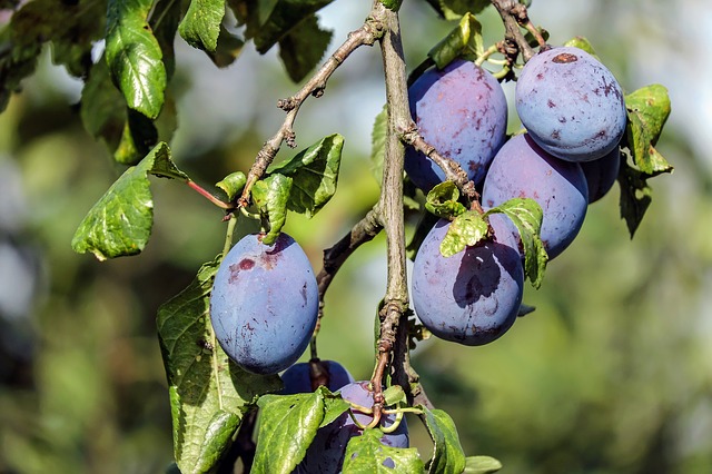 prunier - arbre fruitier